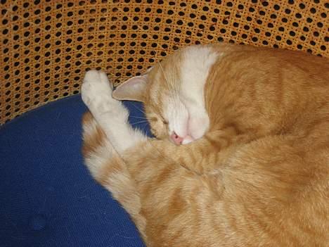 Blanding af racer Victor - Træt? JA!  ZzZzZz... billede 19