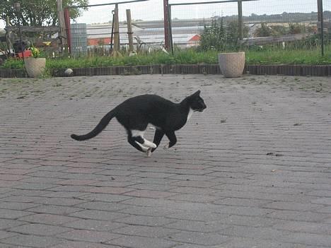 Huskat Bamse  - Weee, jeg elsker at løbe =D billede 9