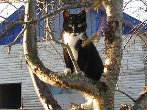 Huskat Bamse  - Bams i træet =) billede 10