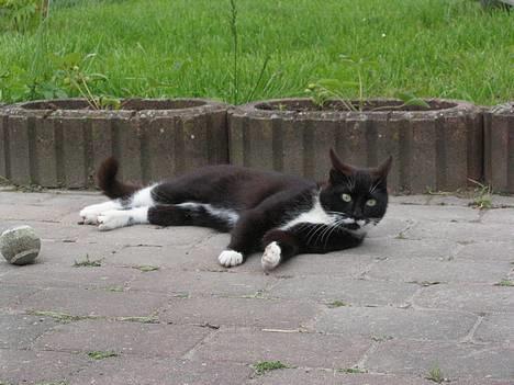 Huskat Bamse  - Ligger og flyder heh billede 11