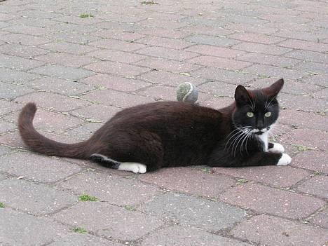 Huskat Bamse  - Jeg har fanget en bold =D billede 12