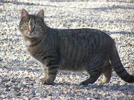 Huskat Tiger - smukke mis billede 10