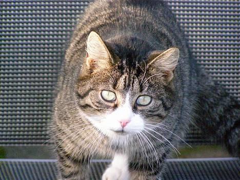 Huskat Ticci  - Skumle tic xD billede 9