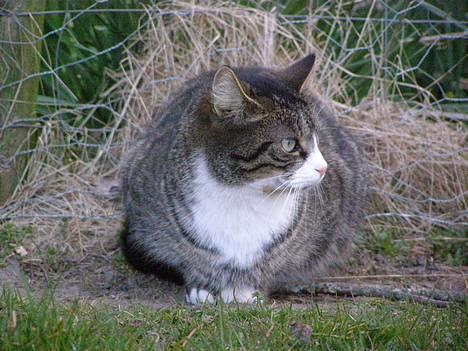 Huskat Ticci  - Jeg elsker den kat ;) billede 10