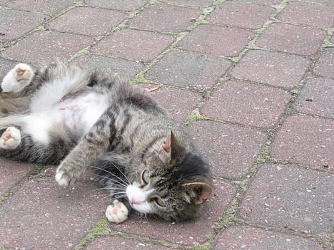 Huskat Ticci  - Kæle kæle =P  billede 11