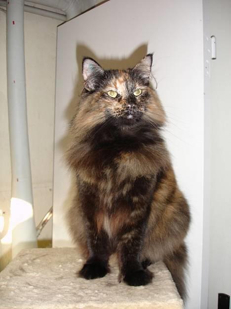 Norsk Skovkat La Forêt's Yatzy - Dette er huset dronning. Hun styrer de andre med blød pote ;o) billede 1