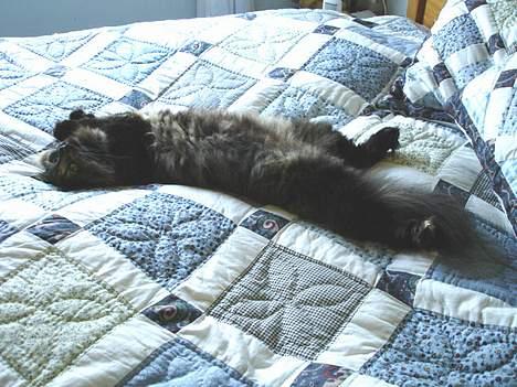 Norsk Skovkat La Forêt's Yatzy billede 2