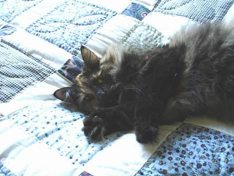 Norsk Skovkat La Forêt's Yatzy billede 3