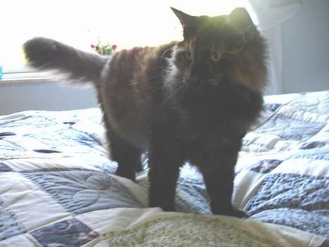 Norsk Skovkat La Forêt's Yatzy billede 4