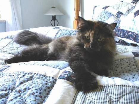 Norsk Skovkat La Forêt's Yatzy billede 5