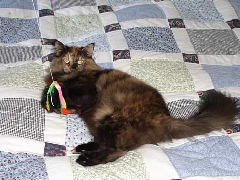 Norsk Skovkat La Forêt's Yatzy billede 6