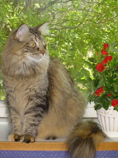 Norsk Skovkat La Forêt's Zulaima billede 1