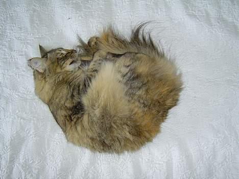 Norsk Skovkat La Forêt's Zulaima billede 2