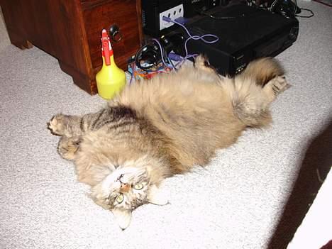 Norsk Skovkat La Forêt's Zulaima - Jeg er så lææækker billede 3