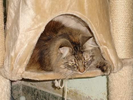 Norsk Skovkat La Forêt's Zulaima billede 4