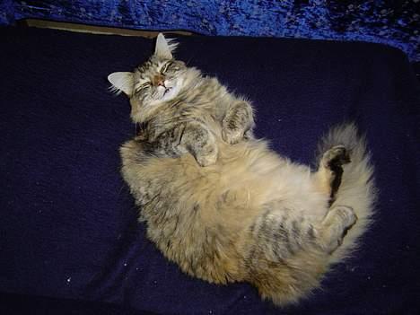 Norsk Skovkat La Forêt's Zulaima billede 5