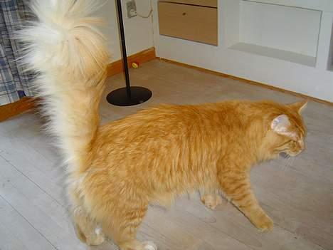 Maine Coon Fjembeboens Alf - se min flotte hale billede 2