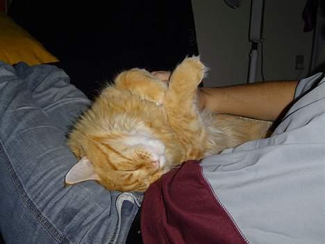 Maine Coon Fjembeboens Alf - Jeg eeeelsker bare at hygge billede 3