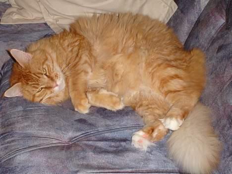 Maine Coon Fjembeboens Alf - Det er altså hårdt at være ene mand sammen med to tøser ;o) billede 4