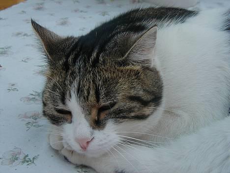 Blanding af racer Misser - Ligger og sover.. billede 1