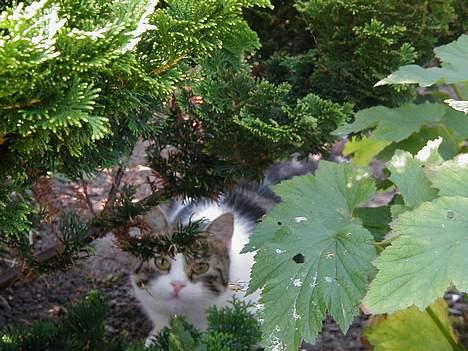 Blanding af racer Misser - Ligger på lur.. Klar til at angribe kameraet. billede 3