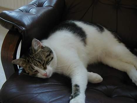 Blanding af racer Misser - Han flader ud i lænestolen. billede 4