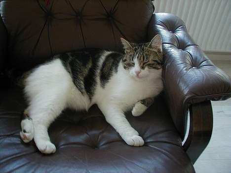 Blanding af racer Misser - Her hviler han efter en tur ude. billede 5