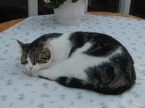 Blanding af racer Misser - Dejligt med en lille lur i udstuen! billede 6