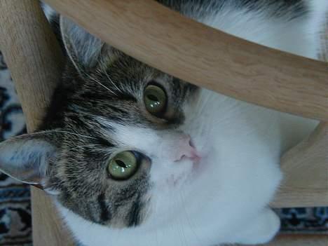 Blanding af racer Misser - Her er han klar til at lege. billede 7