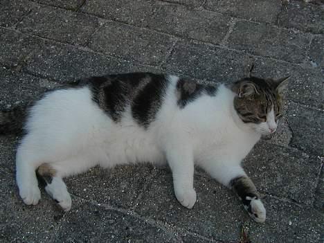 Blanding af racer Misser - Han er klar til at rulle sig på stenene. billede 8