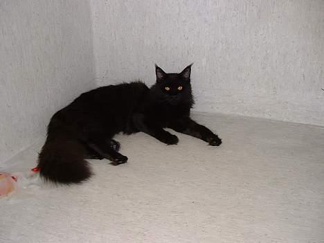 Maine Coon Dark Knight - Ude i brusekabinen billede 2