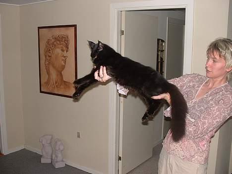 Maine Coon Dark Knight - Mig og min smukke kat ( han er ikke så gammel der) billede 3