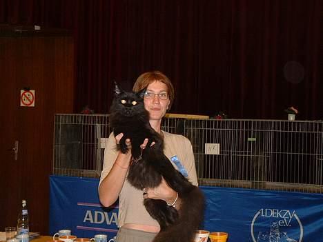 Maine Coon Dark Knight - Fra en udstilling i Schwerin billede 5