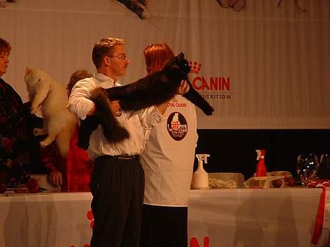 Maine Coon Dark Knight - på world Show i København billede 6