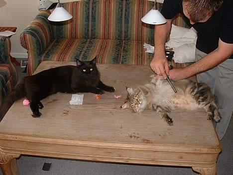 Maine Coon Dark Knight - Her er han sammen med Xenia billede 7