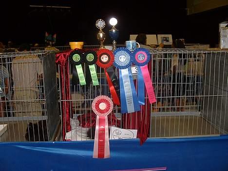 Maine Coon Dark Knight - Det her er efter en god weekend i Schwerin:-) billede 9