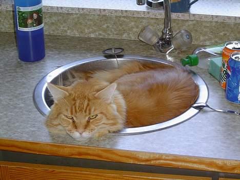 Maine Coon Fjembeboens Alf - Her er vist lige plads til "lille" mig ;o) billede 5