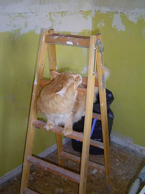 Maine Coon Fjembeboens Alf - Et af mange talenter billede 6