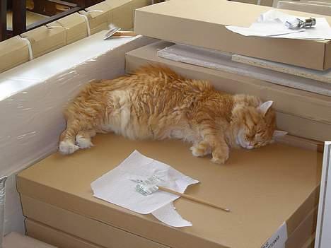 Maine Coon Fjembeboens Alf - Det er virkeligt hårdt at hjælpe til med at renovere køkkenet billede 7