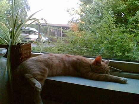 Blanding af racer Felix billede 8