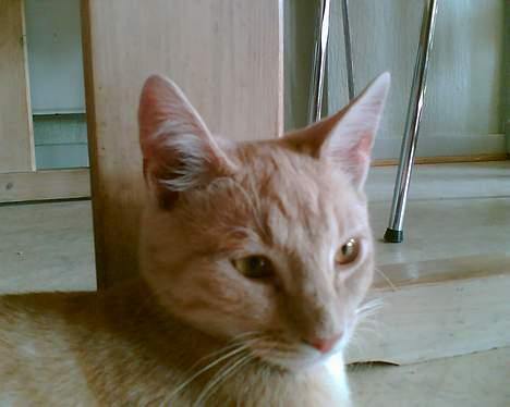 Blanding af racer Felix billede 9