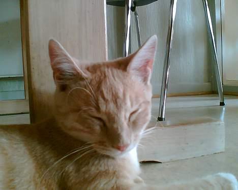 Blanding af racer Felix billede 10