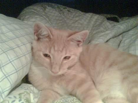 Blanding af racer Felix billede 11