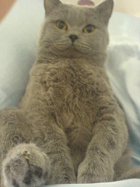 British Shorthair Felix  billede 1
