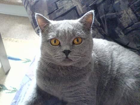 British Shorthair Felix  billede 2