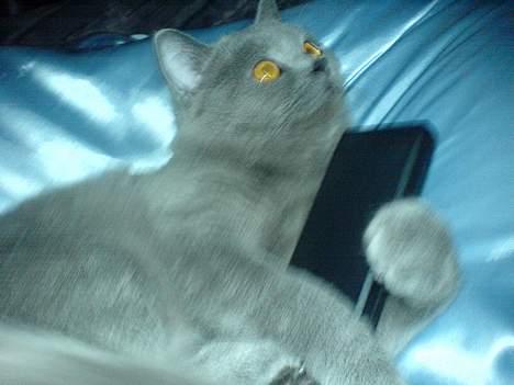 British Shorthair Felix  billede 3