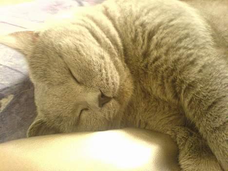 British Shorthair Felix  billede 4