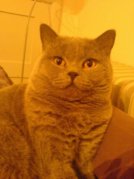 British Shorthair Felix  billede 5