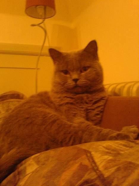 British Shorthair Felix  billede 6