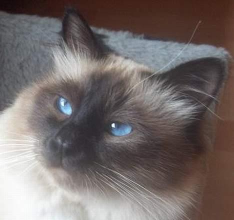 Hellig Birma Bamse-fod billede 1